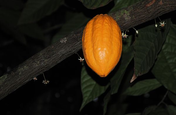 Cacao au jardin botanique de Viñales