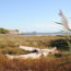 Journées du patrimoine baie de Talmont sur Gironde