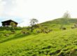 Vaches an alpage en Suisse