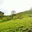 Vaches an alpage en Suisse