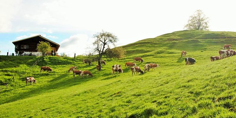 Vaches an alpage en Suisse Vaches an alpage en Suisse