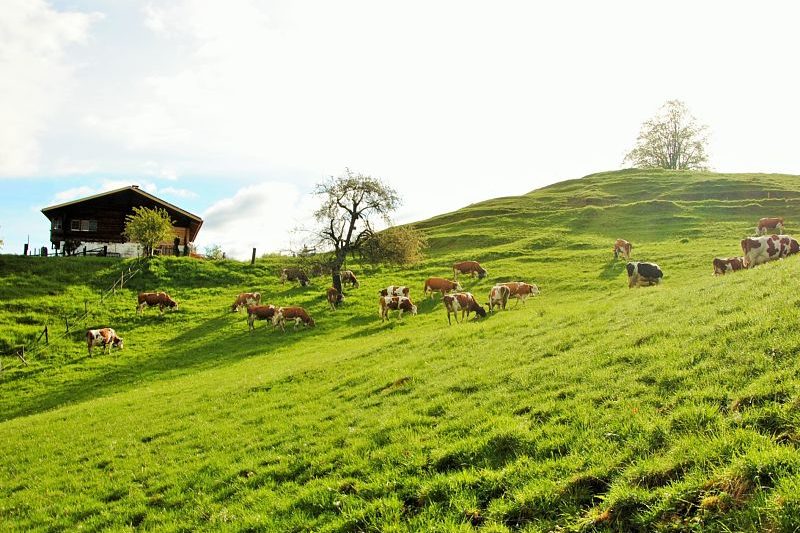 Vaches an alpage en Suisse
