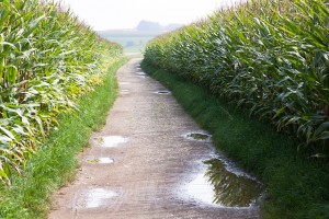 Maïs et OGM : attention à l'environnement