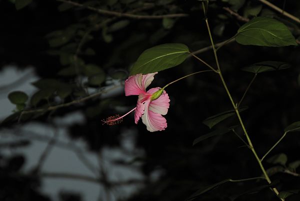 Fleur d'hibiscus au jardin botanique de Viñales