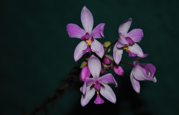 Orchidée au jardin botanique de Viñales
