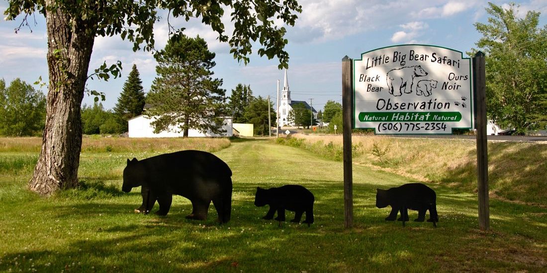 Observation des ours noirs à Acadieville au Canada avec Little big bear safari
