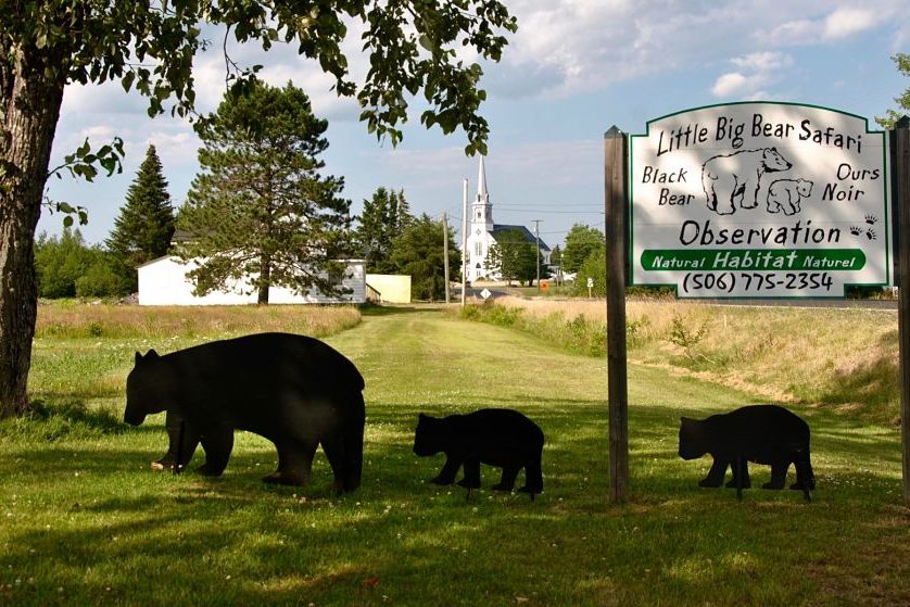 Observation des ours noirs à Acadieville au Canada avec Little big bear safari Observation des ours noirs à Acadieville au Canada avec Little big bear safari