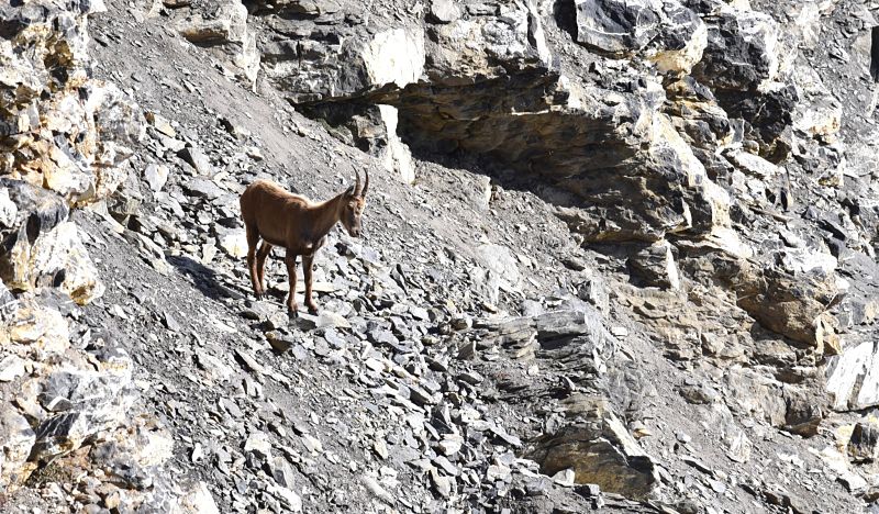 Bouquetin au col des Paresseux