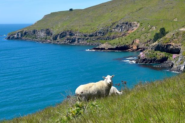 Partir en PVT en Nouvelle-Zélande Partir en PVT en Nouvelle-Zélande