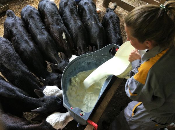 Woofing en ferme à Akaroa en Nouvelle-Zélande
