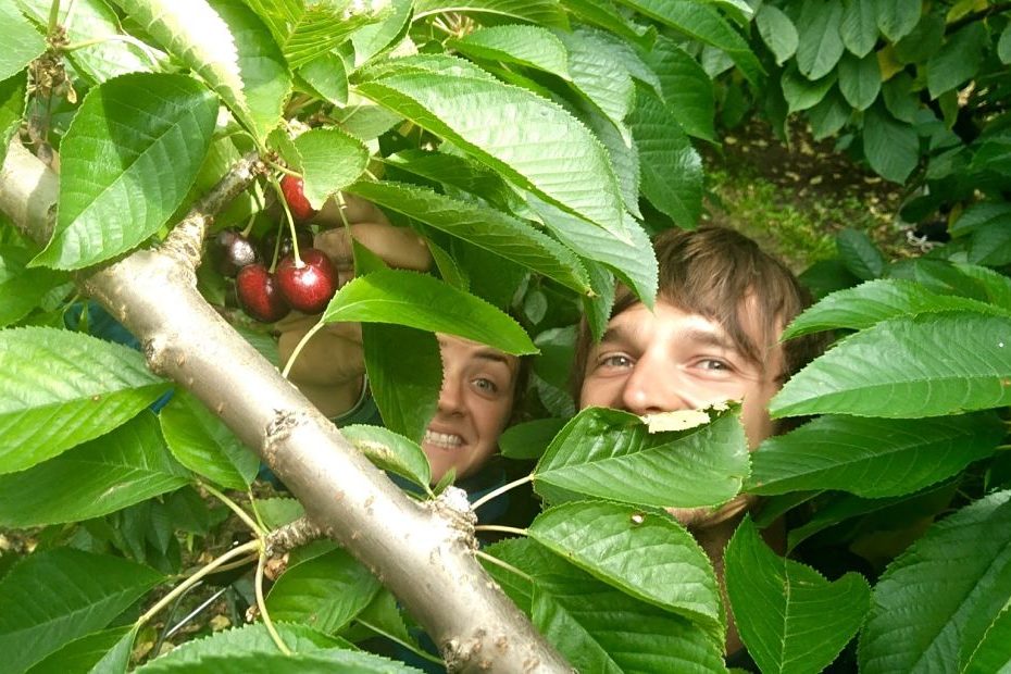 Carnet de bord – cueillette des cerises en Nouvelle-Zélande à Roxburgh Carnet de bord - cueillette des cerises en Nouvelle-Zélande à Roxburgh