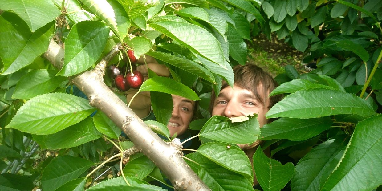 Carnet de bord – cueillette des cerises en Nouvelle-Zélande à Roxburgh Carnet de bord - cueillette des cerises en Nouvelle-Zélande à Roxburgh
