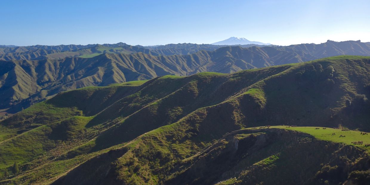 Carnet de bord de mon confinement à la ferme en Nouvelle-Zélande