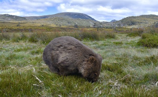 Wombat animal australien dans les monotagnes de Tasmanie